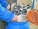 Новгородские газовики провели экологическую акцию по восполнению водных биологических  ресурсов  региона 